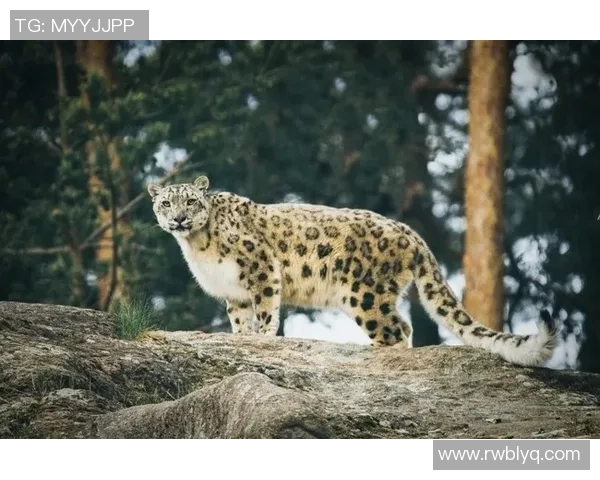 雪豹与美洲虎的生存之争：谁才是野生动物界的真正霸主